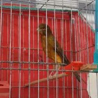 قناری سوخته سرخ