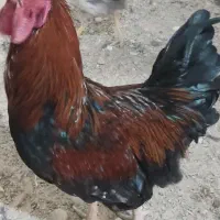 خروس سالم