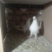 کبوتر پرشی|پرنده|کرج, اسلام‌آباد|دیوار