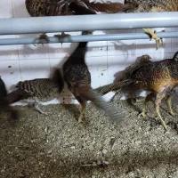 نیمچه مرغ و خروس زینتی بلژیکی و لیدی|حیوانات مزرعه|تبریز, |دیوار