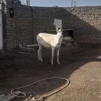 الاغ نراخته به شرط گله