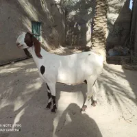 بز 4قلوزا