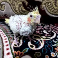 جوجه عروس هلندی