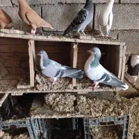 طوقی کبوتر|پرنده|شوشتر, |دیوار