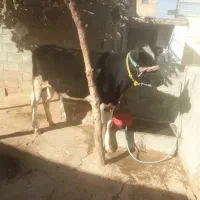 گوساله ماده شنگل|حیوانات مزرعه|لردگان, |دیوار