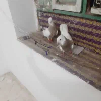 طوقی