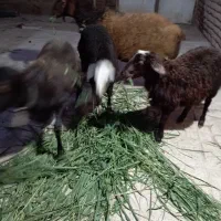 بره نر و شیشک با بره