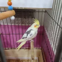 عروس هلندی ماده