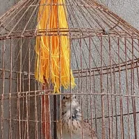 یه قناری یه خاکی سهره