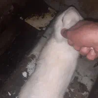 خرگوش زیبا بدون مریضی