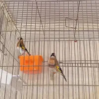 سیره|پرنده|سوسنگرد, |دیوار