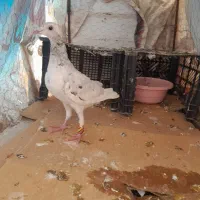 کفتر هفرنگ مغلف