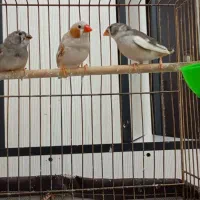 فنج نر و ماده همراه با جوجه