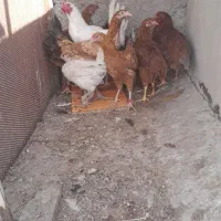 جوجه محلی|حیوانات مزرعه|شیراز, شهرک مهدی‌آباد|دیوار