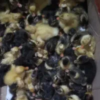 جوجه اردک محلی، چندروزه فومن