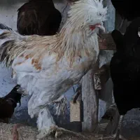 مرغ و خروس برهما سلطان لهستانی|حیوانات مزرعه|گمیشان, |دیوار