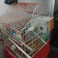 عروس هلندی و قناری|پرنده|مشهد, پنجتن|دیوار