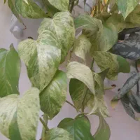 گل های اویزی|گل و گیاه طبیعی|بناب, |دیوار