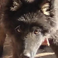 سگ ژرمن بلک