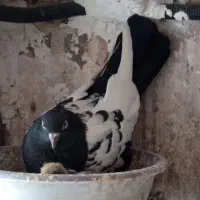 نر و ماده و جوجه سینه ای یتیم|پرنده|قم, خندق|دیوار