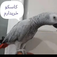 کاسکو  کنگودم قرمز