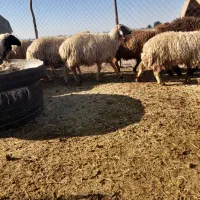 فروش بره عربی و بختیاری با قیمت مناسب|حیوانات مزرعه|شوش, |دیوار
