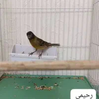 گلبسر قناری دهن کامل سهره معاوضه