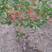 فروش باغ پسته  واقع در روستای مهارلو