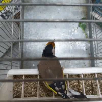 سره نر لچک پهن سیاه