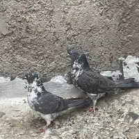 کفتر پرشی تیر ماه|پرنده|اردکان, |دیوار