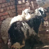 بره ماده