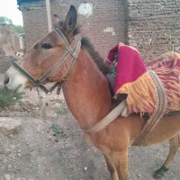 حیوان بسیار  ارام