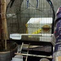 عروس هلندی نر و ماده|پرنده|قدس, شهرک فرزان|دیوار