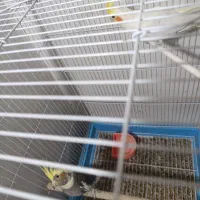 عروس هلندی ابلغ آماده جفت|پرنده|مشهد, سیسآباد|دیوار