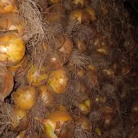 پیاز کوهی بدون کود دهی کاملا طبیعی