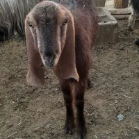 کولار وب ز رومایه گرم|حیوانات مزرعه|مرودشت, ده بید|دیوار