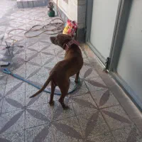 سگ پیتبول نر، ۳ساله