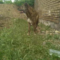 واگذاری سگ نر گله ای