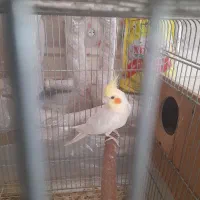 طوطی کوتوله