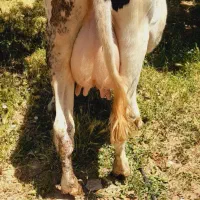 گاو شیری شکم دوم با گوساله صنعتی درجه یک