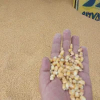جو گندم شکسته ذرت|خدمات باغبانی و درختکاری|رامشیر, |دیوار