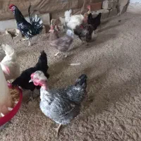 مرغ و خروس|حیوانات مزرعه|اردبیل, |دیوار