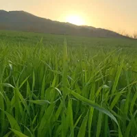 زمین کشاورزی