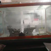 آکواریوم|ماهی|چگنی, |دیوار