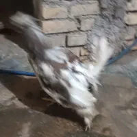 سلام .فروش دو عدد خروس