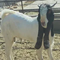 بزغاله نر گلابی|حیوانات مزرعه|بیرجند, |دیوار