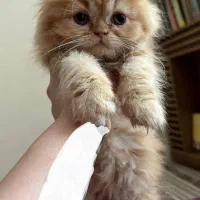 بچه گربه پرشین