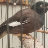 مرغ مینا حراج