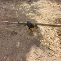 واگذاری توله سگ ژرمن اصل|سگ|کرمانشاه, |دیوار