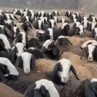 گوسفندفروشی